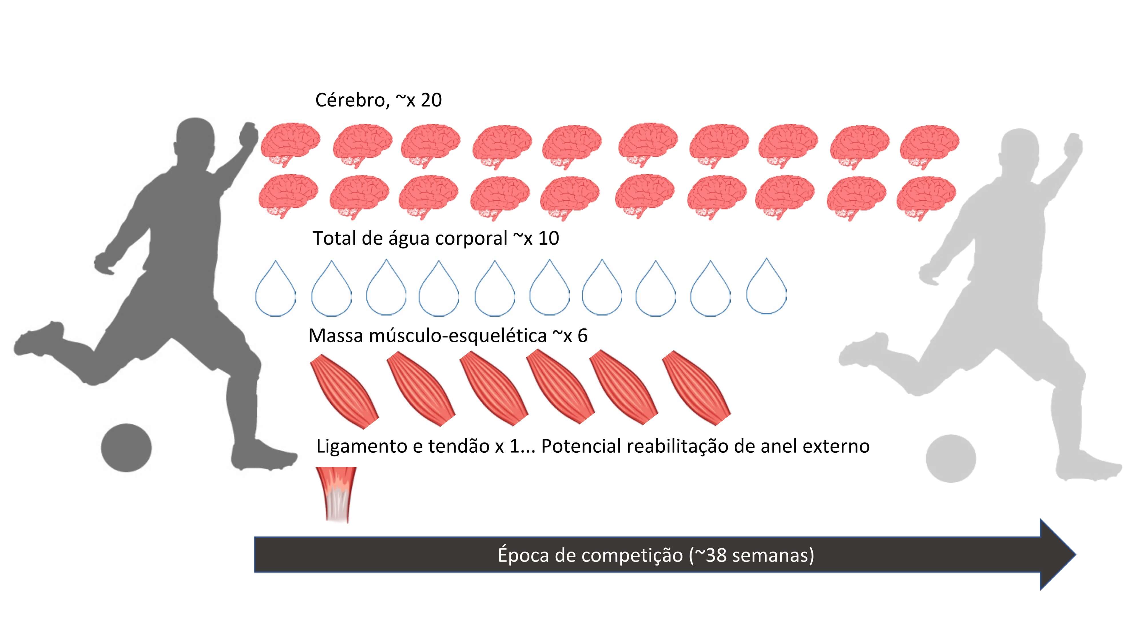 Figura 1. Reabilitação do tecido do jogador em época de competição