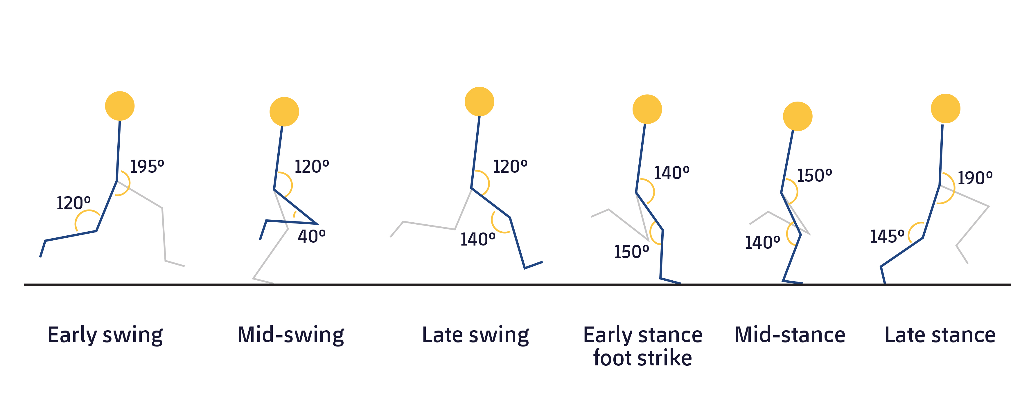 Figure 1. Phases of the Running Cycle. Adapted from Kenneally‐Dabrowski, C. J., et al 2019