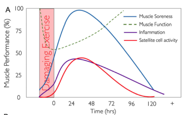 Figure 1. Changes in muscle function, muscle pain, inflammation, and satellite cell activation after an exercise that causes muscle damage. Obtained from Owens et al.2