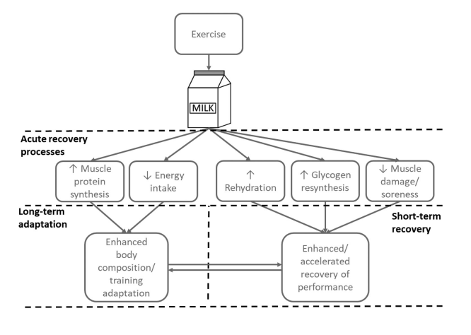 Figure 1. Benefits of milk intake in different muscle recovery processes. Figure obtained from James et al.1 