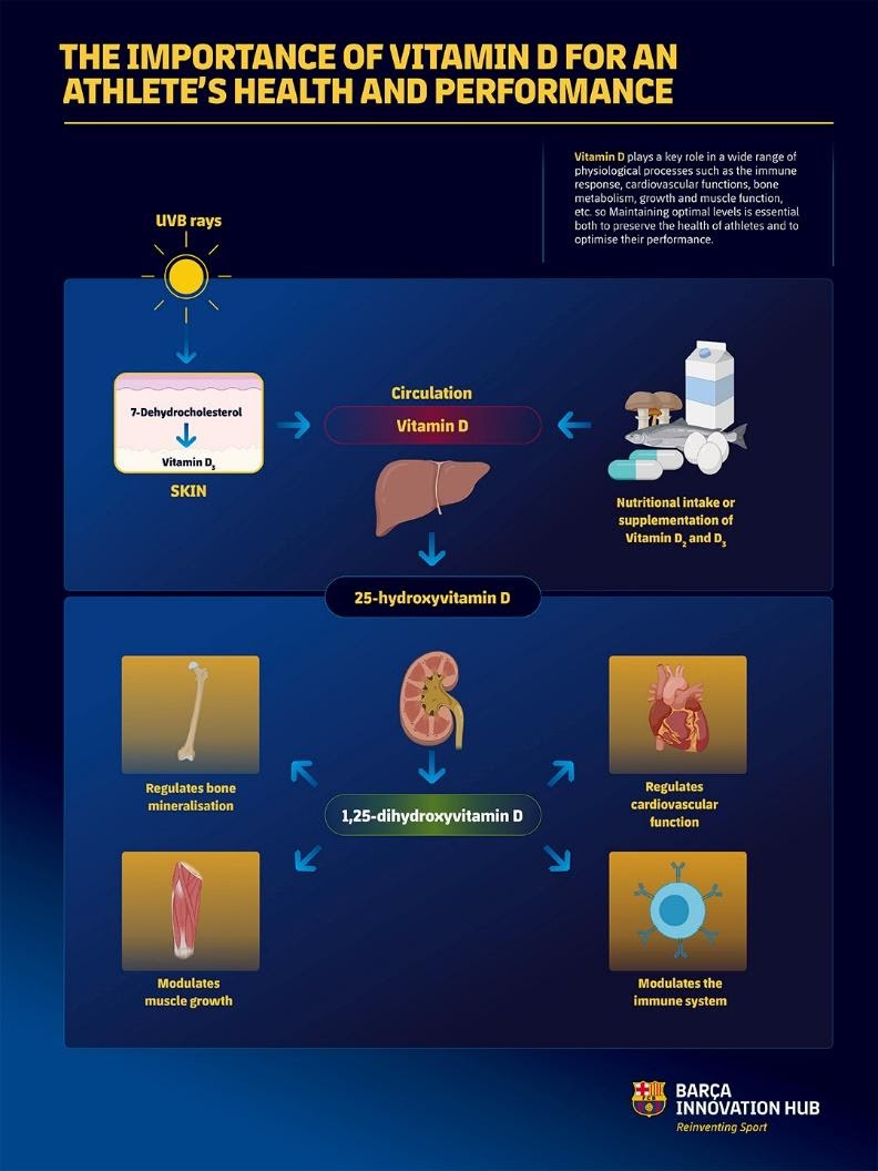 Figure 4 Vitamin D synthetic mechanisms and how it regulates the homeostasis process in the body.