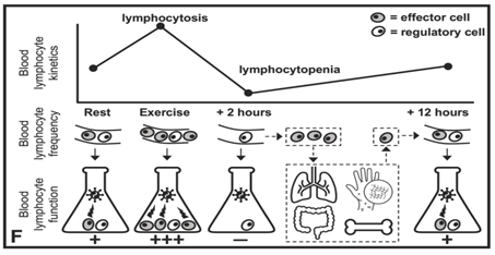 Image 1. Intense prolonged exercise causes lymphocytopenia (reduction of lymphocytes in the blood) hours after exercising, which could be related to a higher susceptibility to infections. However, recent researches suggest that such lymphocyte reduction in blood could be because of their movement to peripheral tissues (e.g., mucous membrane) where they can have a more important role at that moment.  Image taken from Simpson et al. 9