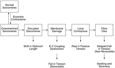 Figura 1. Resumo de alguns dos processos envolvidos durante o processo de danos musculares induzidos por exercícios. Imagem obtida de Proske & Morgan.2